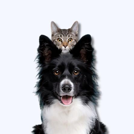 PET SUPPLIES