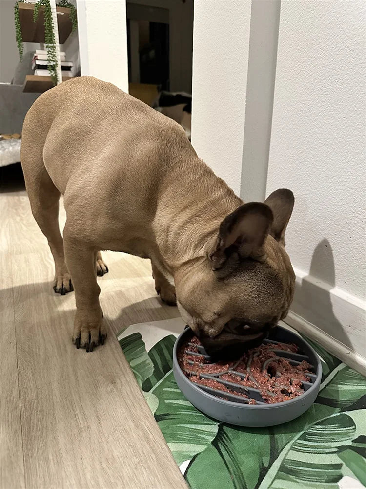 Anti-Slip Slow Feeder Bowl – Anti-Knockover Silicone Food Plate for Cats & Puppies - Paw Care USA