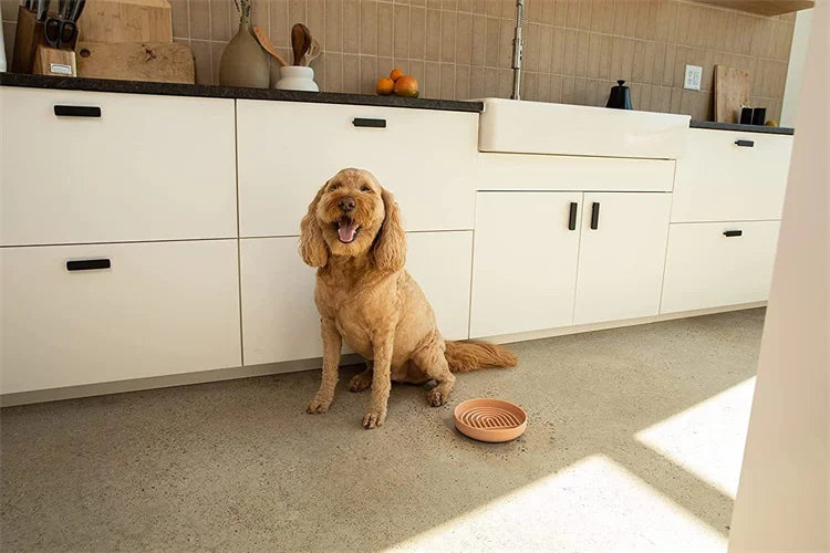 Anti-Slip Slow Feeder Bowl – Anti-Knockover Silicone Food Plate for Cats & Puppies - Paw Care USA