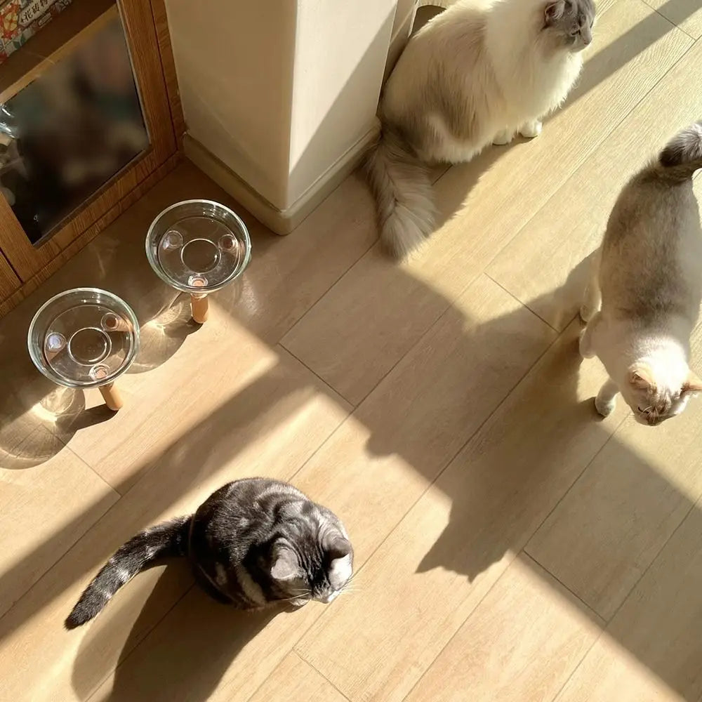 Protect Neck Elevated Cat Bowl Transparent Raised Pet Food - Paw Care USA